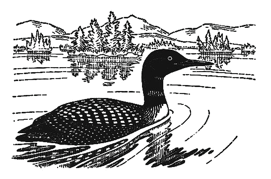 Loon bird